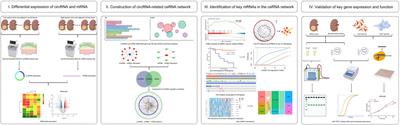 The Regulatory Network and Role of the circRNA-miRNA-mRNA ceRNA Network in the Progression and the Immune Response of Wilms Tumor Based on RNA-Seq